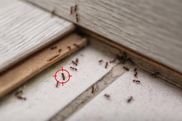 Best Pest Removal Services  in Fox Lake Hls, IL
