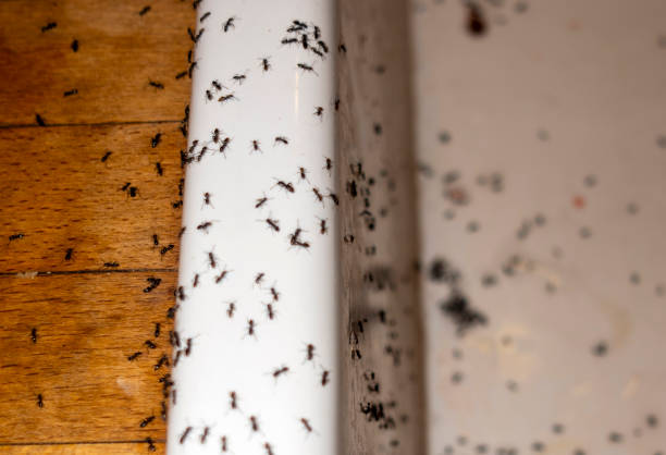 Best Flea Control Services  in Fox Lake Hls, IL